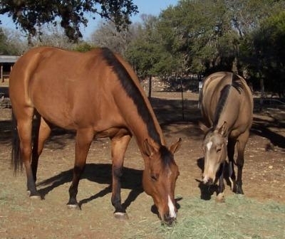 horses grazing hay bank